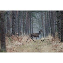 carte approche affût biche/faon carte approche affût biche/faon