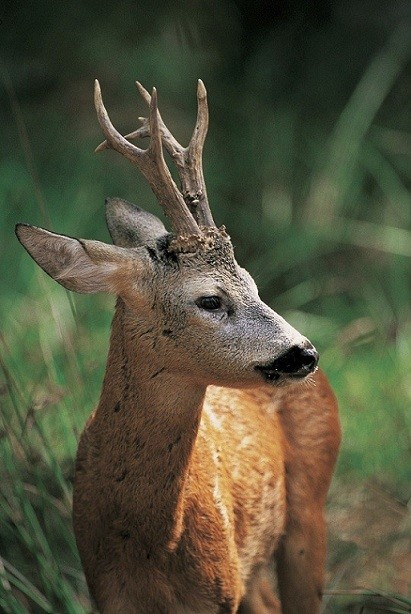 Chevreuil Ou Cerf Addi Chasse